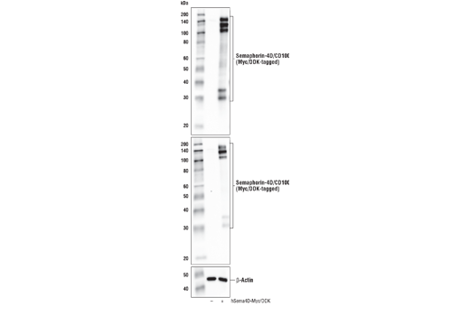 Semaphorin-4D/CD100 (E5C3B) XP Rabbit mAb