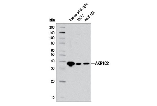 AKR1C2 Antibody