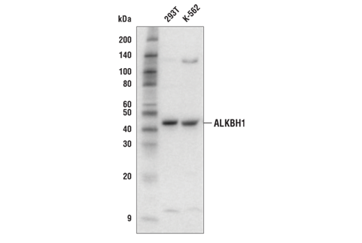ALKBH1 Antibody