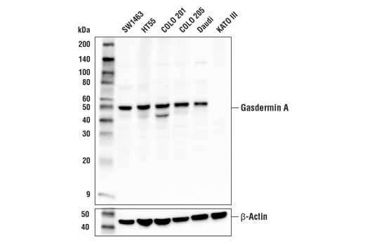Gasdermin A Antibody
