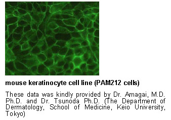 Anti-Desmoglein 3 (Mouse) mAb (No Azide)