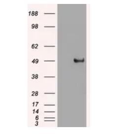 purified c-myc mouse monoclonal antibody