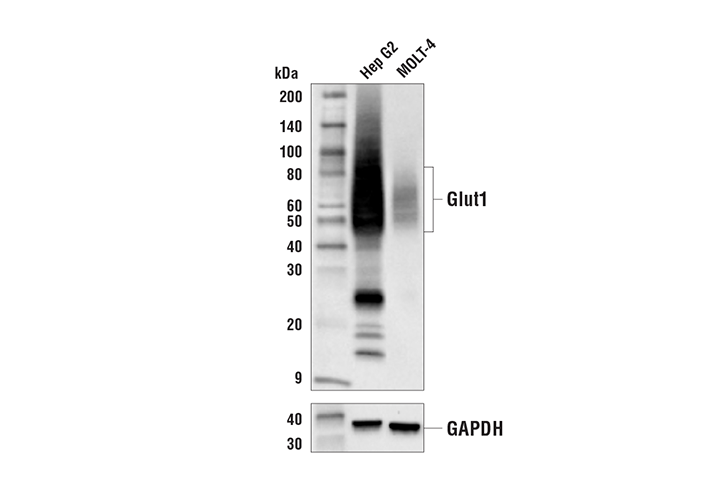 Glut1 (E4S6I) Rabbit Monoclonal Antibody