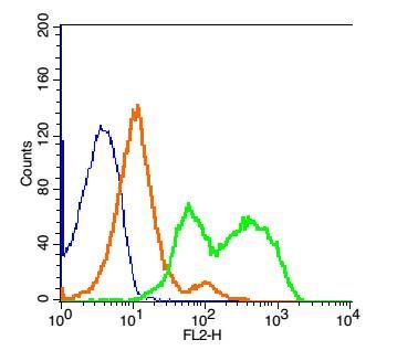 自然杀伤激活受体相关蛋白DAP12抗体