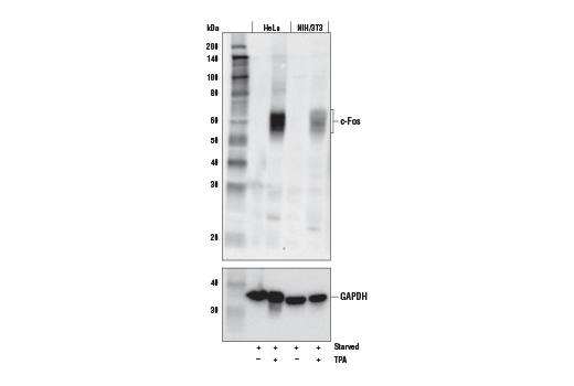 c-Fos (E7L5L) Mouse mAb