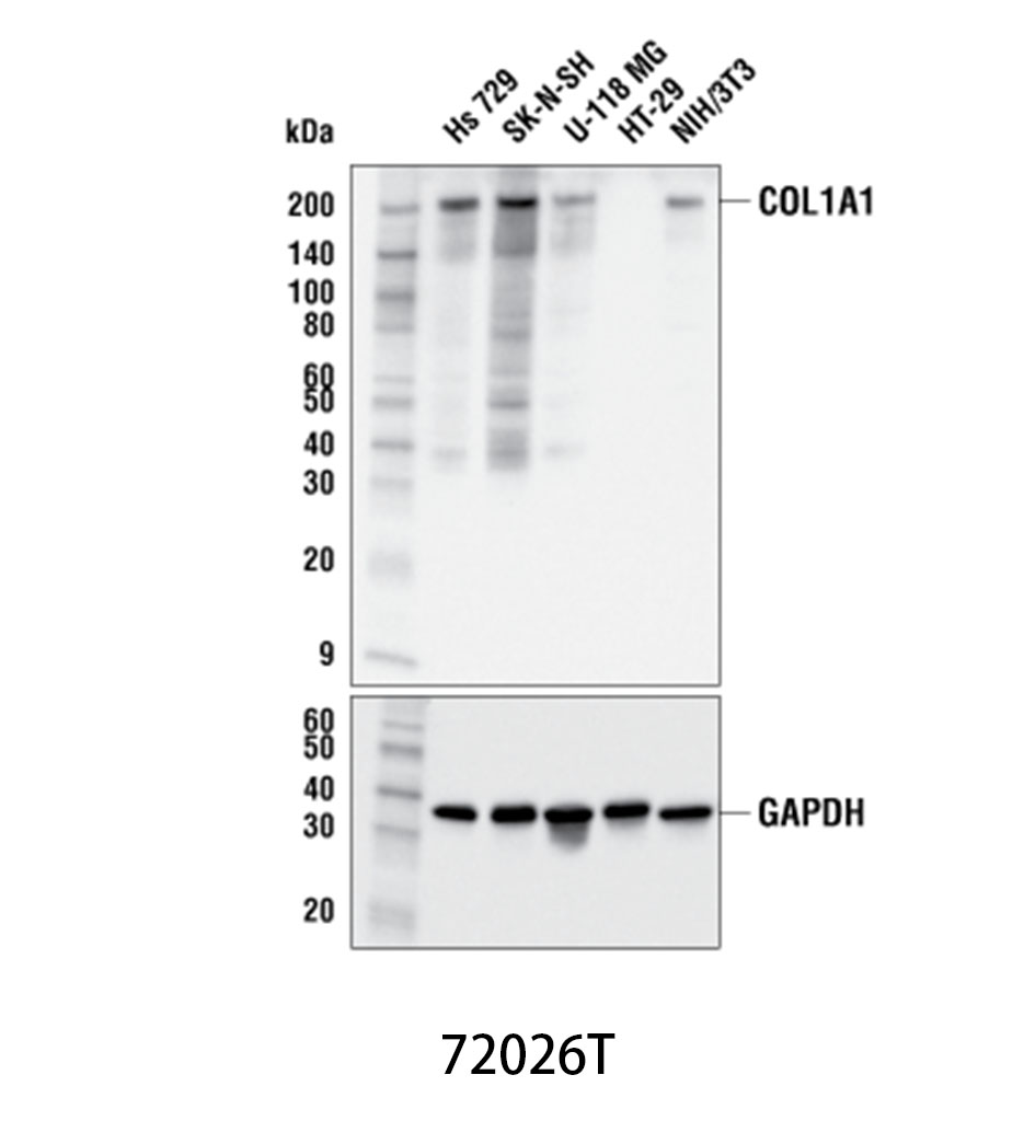 COL1A1 (E8F4L) XP Rabbit mAb