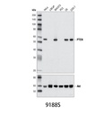 PTEN (D4.3) XP Rabbit mAb