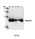 Histone H3 Antibody