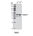 Caspase-1 (D7F10) Rabbit mAb