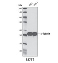 α-Tubulin (DM1A) Mouse mAb