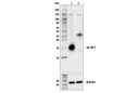 4E-BP1 Antibody