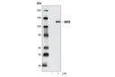 iNOS Antibody (Mouse Specific)