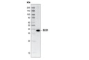 SCD1 (M38) Antibody