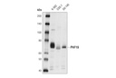 PHF19 Antibody