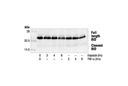 BID Antibody (Mouse Specific)