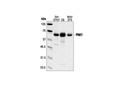 PAK1 Antibody