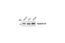 Dynamin I/II Antibody