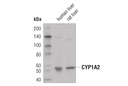 CYP1A2 (D2V7S) Mouse mAb