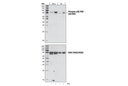 Phospho-p90RSK (Ser380) Antibody
