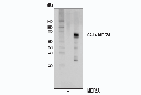 MEF2A Antibody