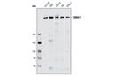 SMG-1 (Q25) Antibody