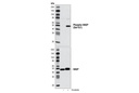 Actin Reorganization Antibody Sampler Kit