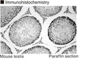 Anti-Bromodeoxyuridine mAb