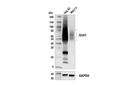 Glut1 (E4S6I) Rabbit Monoclonal Antibody