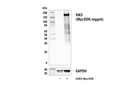 SIK3 Antibody